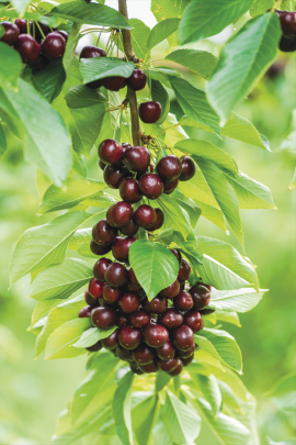 Suncrest Orchard Cherry Image